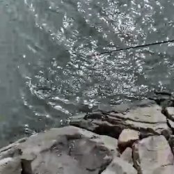 真っ昼間にトップシーバス！！ハーモニカ！！