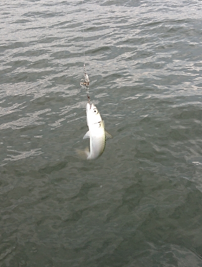 アジ サバ カタクチイワシ