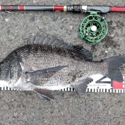 年無しゲットかと思いきや。