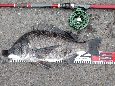 年無しゲットかと思いきや。