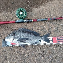 リベンジで黒鯛ゲット