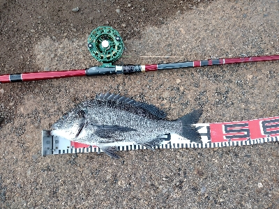 リベンジで黒鯛ゲット