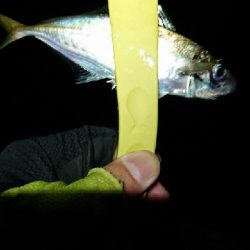 まだ、釣れます。