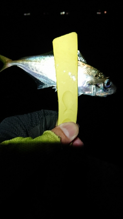 まだ、釣れます。