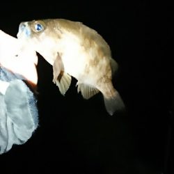 追い風ポイント。