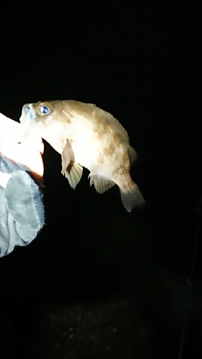 追い風ポイント。