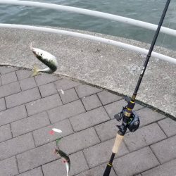 コスモで（小）サバゲー