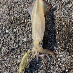 アオリの名残り