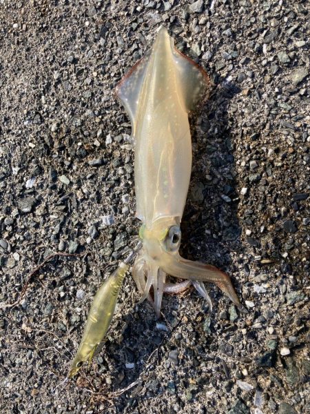 アオリの名残り