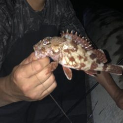 夜釣りからの朝マズメ