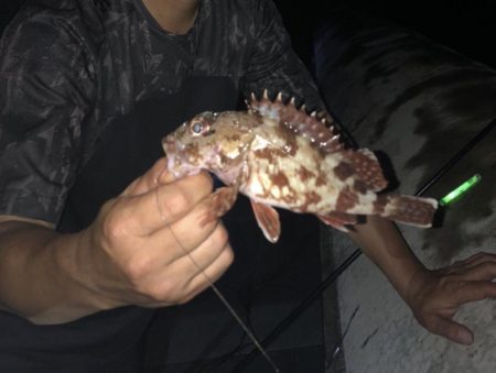 夜釣りからの朝マズメ