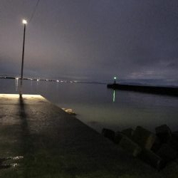 雨上がりの漁港はにぎやか