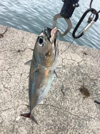 マイホーム千田