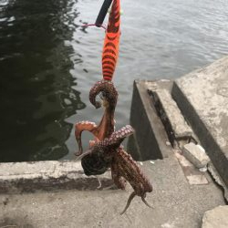 たこ釣り