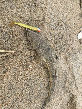 北条サーフマゴチ2連