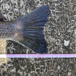 岸和田旧一文字ヘチ釣り黒鯛