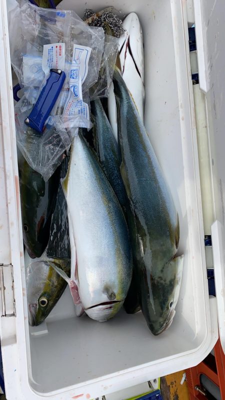 タコハマチ爆釣