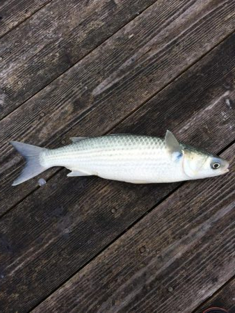 カタタのイカダ釣り