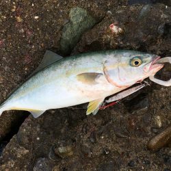 千田漁港でメジロ