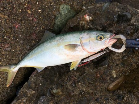 千田漁港でメジロ