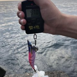 県南遠征朝まずめ