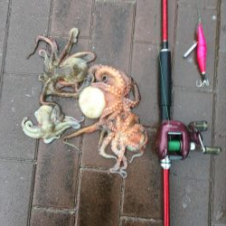 短時間勝負!タコ釣り