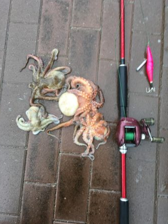 短時間勝負!タコ釣り