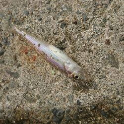 キスダービー参加狙い…必殺6種盛!