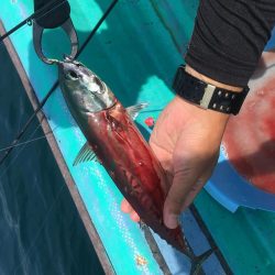 浅川沖でブリ祭り