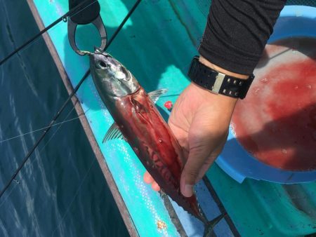 浅川沖でブリ祭り