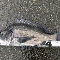 イチノ兄弟、釣果!