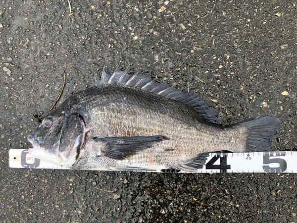 イチノ兄弟、釣果!