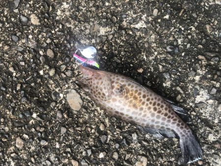 マイクロショアジギングでカツオ？