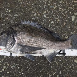 イチノ兄弟、釣果!