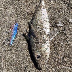 久しぶりの吹上浜