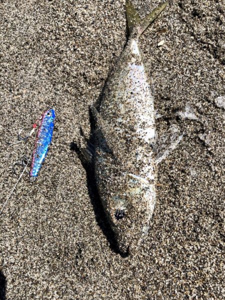 久しぶりの吹上浜