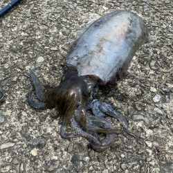 大きくなーれ！