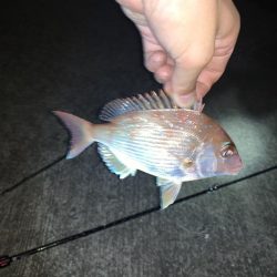 アナゴ釣れました。