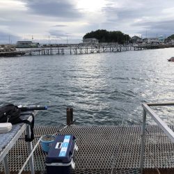 コジマだよっ笑タイ。デカアジ