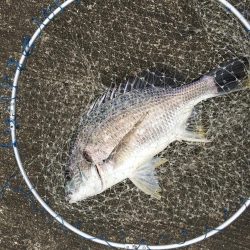 落とし込みでキビレ