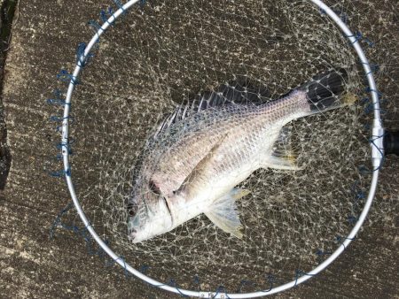 落とし込みでキビレ