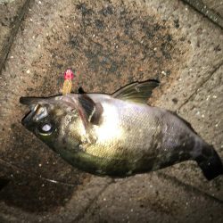 アジやメバルの舞踊り