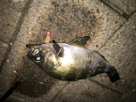 アジやメバルの舞踊り