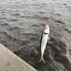 ちょっとタコ・アジ探し♪