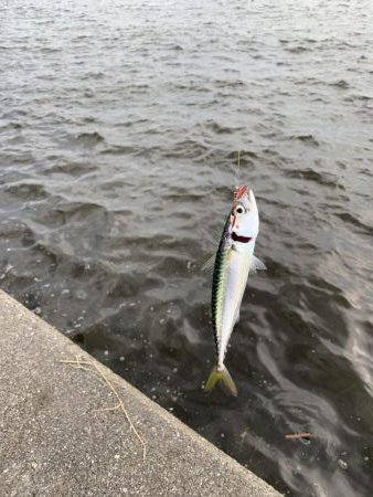 ちょっとタコ・アジ探し♪