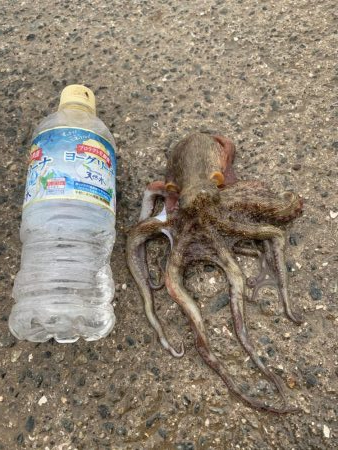 アジング&タコ♪