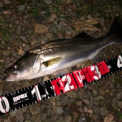 円山川シーバス