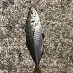 久しぶりのアジング