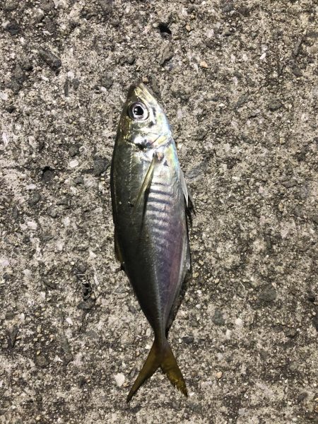 久しぶりのアジング