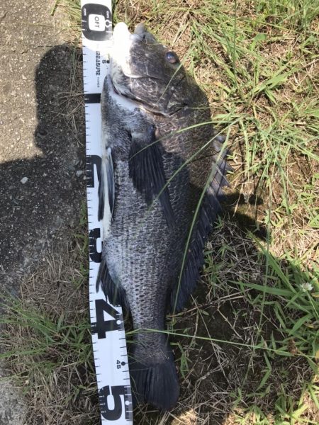 イチノ兄弟、釣果!